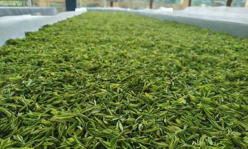 曲江茶谷白葉茶加工廠正式投入運(yùn)營，開啟茶葉加工新篇章