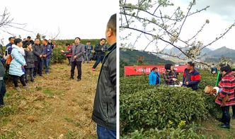 貴定縣舉辦茶葉采摘加工培訓，科技賦能茶產業提質增效