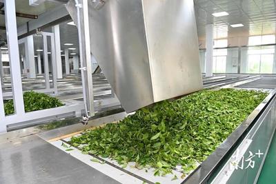 春滿紅土，茶香飄溢——湛江農墾三千畝春茶喜迎開采與加工