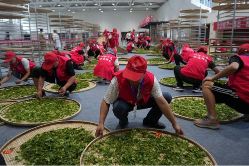 技顯匠心，茶韻飄香——第六屆全國農業行業職業技能大賽茶葉加工工（精制）賽四川省選拔賽正式啟幕