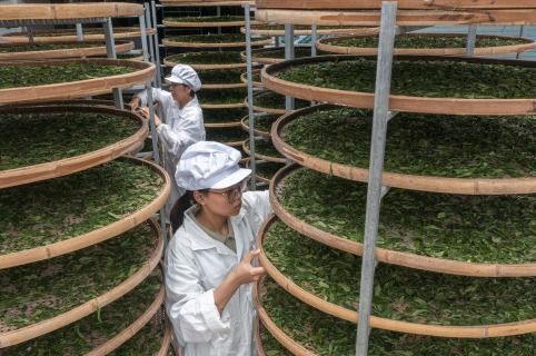 小罐茶 以科學革新中國茶產業，破局傳統加工三座大山